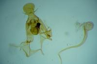 Bryotropha desertella