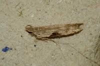 Hypatima rhomboidella