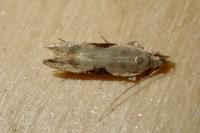 Hypatima rhomboidella