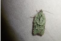 Acleris literana