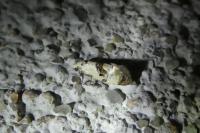 Neocochylis hybridella