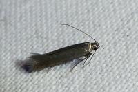 Monochroa bronzella