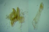 Monochroa bronzella
