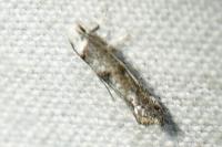 Paraswammerdamia albicapitella