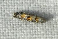 Mompha miscella