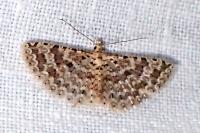 Alucita cancellata