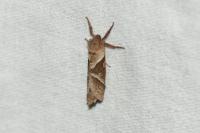Triodia sylvina