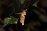 Triodia sylvina