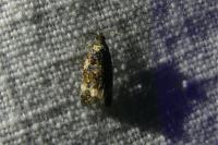 Endothenia
