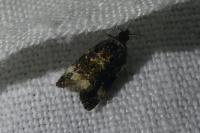 Endothenia