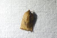 Cacoecimorpha pronubana