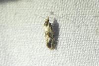 Neocochylis molliculana