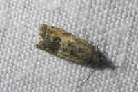 Cydia splendana