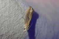 Eucosma