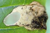 Antispila petryi