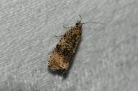 Celypha lacunana