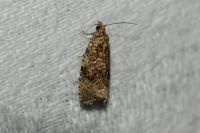 Celypha lacunana