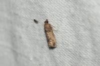 Notocelia