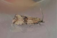 Celypha striana