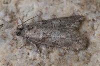 Cnephasia cupressivorana