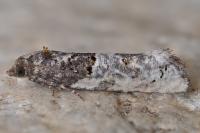 Phaneta pauperana
