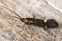 Esperia sulphurella