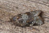 Argyrotaenia ljungiana