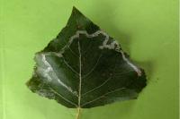 Phyllocnistis unipunctella