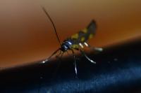 Euspilapteryx auroguttella