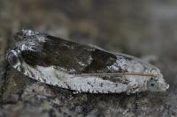 Epinotia ramella
