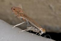 Phyllonorycter quercifoliella