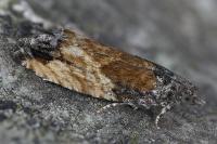 Epinotia nisella