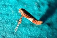 Caloptilia stigmatella