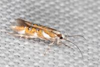 Isidiella divitella