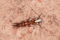 Isidiella divitella