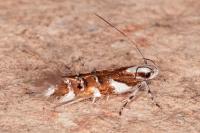Isidiella divitella