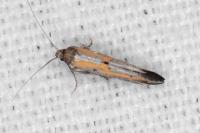 Ochromolopis ictella