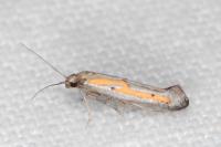 Ochromolopis ictella