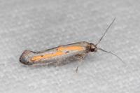Ochromolopis ictella