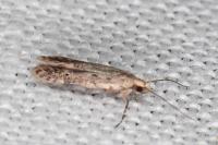 Oxypteryx nigromaculella