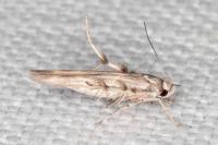 Palumbina guerinii