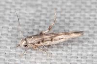 Palumbina guerinii