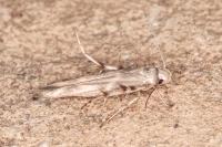 Palumbina guerinii