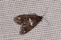Penestoglossa gallica