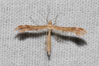 Oxyptilus