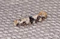 Infurcitinea atrifasciella