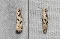 Nemapogon nevadellus