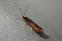 Roeslerstammia erxlebella