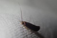 Roeslerstammia erxlebella
