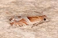 Ancylis comptana